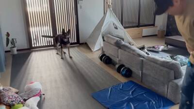 心の底から散歩に行きたくない犬…飼い主泣かせの『断固拒否』に腹筋崩壊「分かりやすくて可愛いｗｗ」「そういう時あるよね」と18万再生