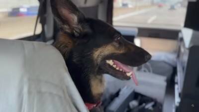 心の底から散歩に行きたくない犬…飼い主泣かせの『断固拒否』に腹筋崩壊「分かりやすくて可愛いｗｗ」「そういう時あるよね」と18万再生