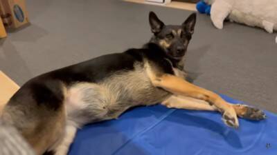 心の底から散歩に行きたくない犬…飼い主泣かせの『断固拒否』に腹筋崩壊「分かりやすくて可愛いｗｗ」「そういう時あるよね」と18万再生