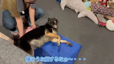 心の底から散歩に行きたくない犬…飼い主泣かせの『断固拒否』に腹筋崩壊「分かりやすくて可愛いｗｗ」「そういう時あるよね」と18万再生