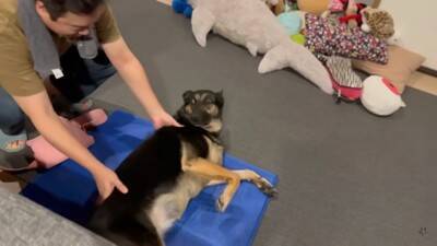 心の底から散歩に行きたくない犬…飼い主泣かせの『断固拒否』に腹筋崩壊「分かりやすくて可愛いｗｗ」「そういう時あるよね」と18万再生