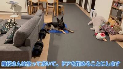 心の底から散歩に行きたくない犬…飼い主泣かせの『断固拒否』に腹筋崩壊「分かりやすくて可愛いｗｗ」「そういう時あるよね」と18万再生