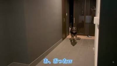 心の底から散歩に行きたくない犬…飼い主泣かせの『断固拒否』に腹筋崩壊「分かりやすくて可愛いｗｗ」「そういう時あるよね」と18万再生