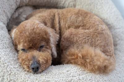 犬が『拗ねてしまう』４つの原因　愛犬がいじける心理から飼い主ができる対処法まで