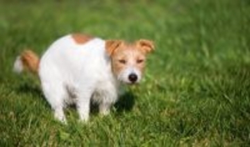 犬の『便秘』サイン４選　ウンチが出ない原因や今すぐに治療が必要な状態とは？