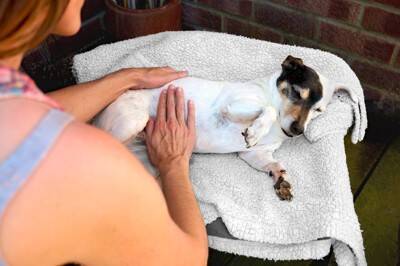 犬の『便秘』サイン４選　ウンチが出ない原因や今すぐに治療が必要な状態とは？