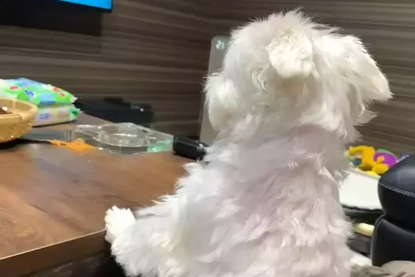 パパがお出かけすると、犬がテレビを見ながら帰りを待って…まるで『人間の子どものような光景』に反響「可愛すぎる」「ツンデレぶりが最高ｗ」
