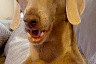 朝起きてふと横を見ると、大型犬が『おっさん化』していて…人間味が強すぎる『表情』に1万いいね「前日の酒残ってる？」「笑い止まらん」と爆笑