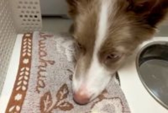 『水を飲んだら口を拭いてね』と教えられた犬→習得したかと思ったら…まさかの『勘違い』が314万再生「最高ｗｗ」「めっちゃ笑った」と絶賛