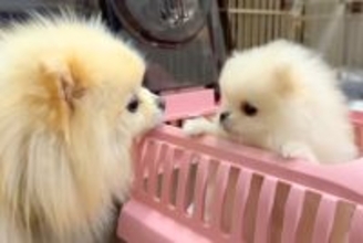 生まれて60日の『極小ポメラニアン』を飼った結果→家に迎えて初日の様子が『尊すぎる』と10万再生「天使が舞い降りた」「癒しをありがとう」