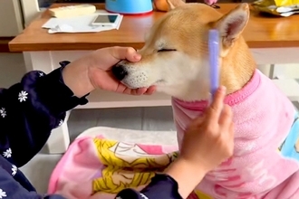 女の子が『美容室ごっこ』をしていたら、犬も参加させられて…『付き合ってあげる光景』が33万再生「丁寧な作業で草」「カリスマ美容師ｗ」