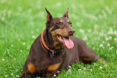 犬の『元気がない』理由５選　主な原因や今すぐに病院へ行くべきサインまで
