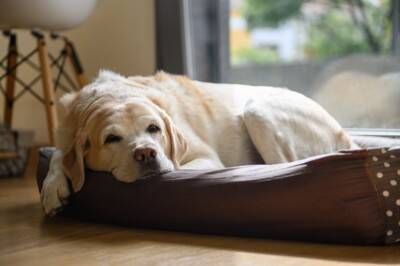 犬の『元気がない』理由５選　主な原因や今すぐに病院へ行くべきサインまで