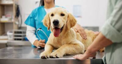 犬の『元気がない』理由５選　主な原因や今すぐに病院へ行くべきサインまで