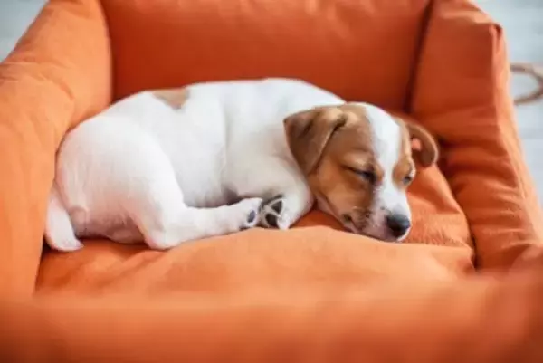 犬が『快適に眠れる場所』とは？愛犬が安眠するための条件や飼い主がすべき配慮まで