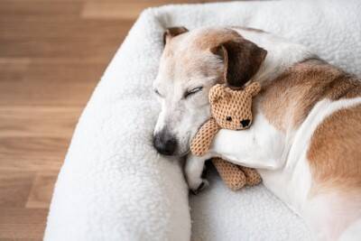 犬が『快適に眠れる場所』とは？愛犬が安眠するための条件や飼い主がすべき配慮まで