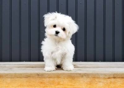 犬に絶対NGな『おやつの与え方』５選　飼い主のタブー行為や一日の適正量まで