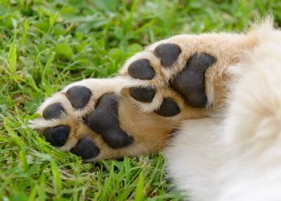 犬から『いいニオイ』がする理由5選　いつもと違う臭いがする場合は要注意？病気の可能性まで