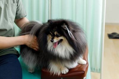 犬から『いいニオイ』がする理由5選　いつもと違う臭いがする場合は要注意？病気の可能性まで