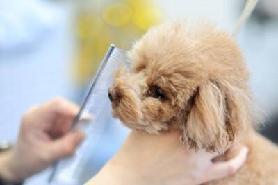 犬の『換毛期』にしてはいけない絶対NG行為5選　考えられるトラブルや適切なケアまで