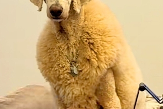 知らない子どもに『ヤギだー！』と間違われた大型犬→思わず二度見する『個性的なカット』がSNSで話題「めちゃ笑ったｗ」「マダムにも見える」