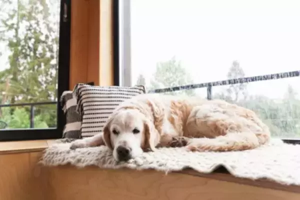 犬も天候によって体調を崩すことがあるの？気圧の変化による注意すべき症状とは