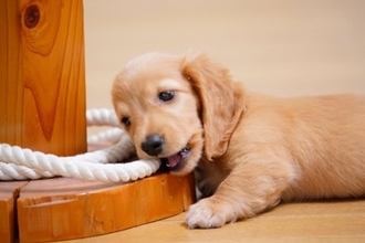 犬の近くに『絶対置いてはいけないモノ』７選　最悪の場合、愛犬が命を落とすことも…