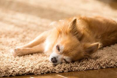 犬の近くに『絶対置いてはいけないモノ』７選　最悪の場合、愛犬が命を落とすことも…