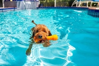 愛犬を危険にさらしてしまう『水遊び』とは？最悪の場合、命を落とすことも…