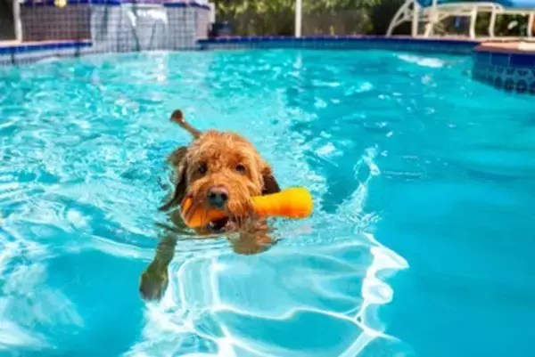 愛犬を危険にさらしてしまう『水遊び』とは？最悪の場合、命を落とすことも…