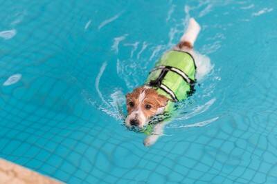 愛犬を危険にさらしてしまう『水遊び』とは？最悪の場合、命を落とすことも…