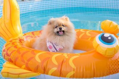 愛犬を危険にさらしてしまう『水遊び』とは？最悪の場合、命を落とすことも…