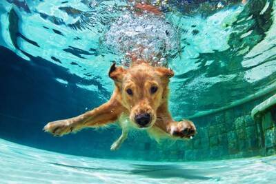 犬と夏を満喫するときにやってはいけない『NG行為』5つ　必ずすべき対策とは？