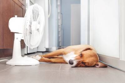 犬と夏を満喫するときにやってはいけない『NG行為』5つ　必ずすべき対策とは？