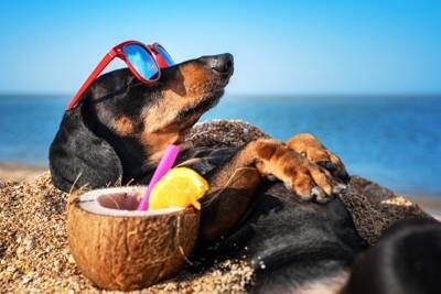 犬と夏を満喫するときにやってはいけない『NG行為』5つ　必ずすべき対策とは？