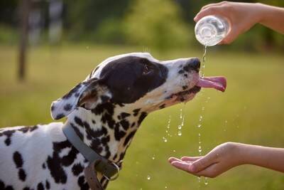犬と夏を満喫するときにやってはいけない『NG行為』5つ　必ずすべき対策とは？