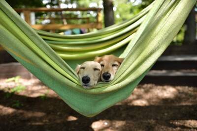 犬と夏を満喫するときにやってはいけない『NG行為』5つ　必ずすべき対策とは？