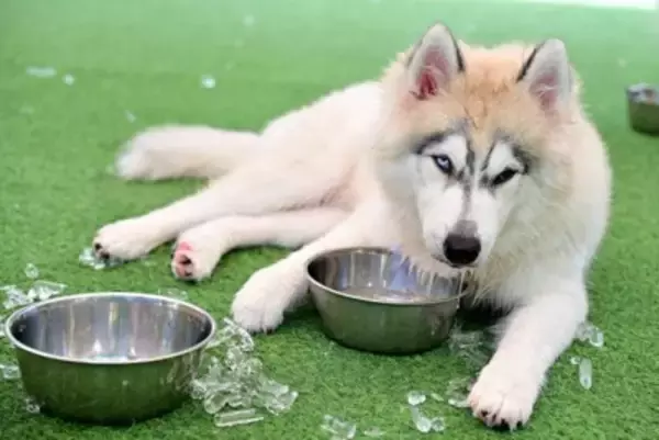 犬に『氷』を与えても大丈夫なの？執拗に欲しがる場合の適切な対応や注意点まで解説