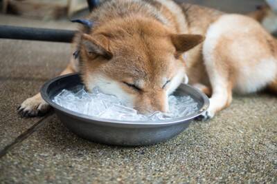 犬に『氷』を与えても大丈夫なの？執拗に欲しがる場合の適切な対応や注意点まで解説