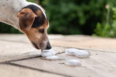 犬に『氷』を与えても大丈夫なの？執拗に欲しがる場合の適切な対応や注意点まで解説