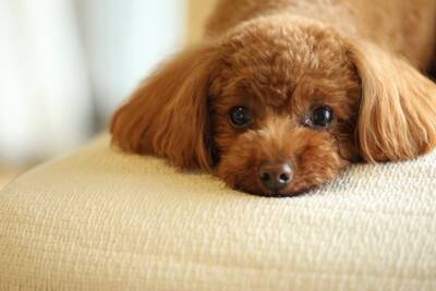 『甘えんぼう』と言われている犬種5選　過度な甘えは危険？飼い主の適切な接し方まで
