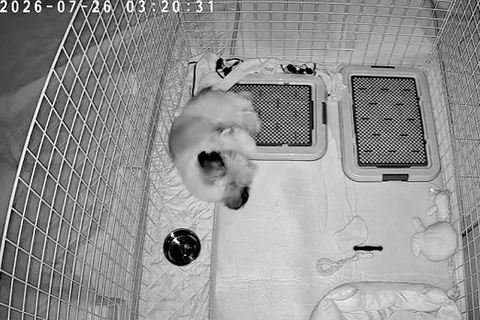 深夜3時、寝ている犬の様子をカメラで撮影してみた結果→お水のお皿に頭を…予想外だったハプニングが15万再生「帽子で草」「プハッｗｗ」