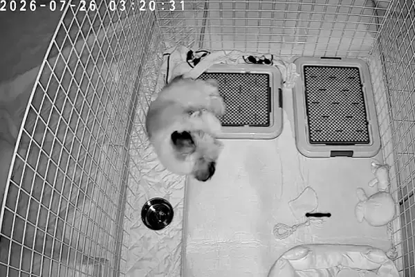 深夜3時、寝ている犬の様子をカメラで撮影してみた結果→お水のお皿に頭を…予想外だったハプニングが15万再生「帽子で草」「プハッｗｗ」