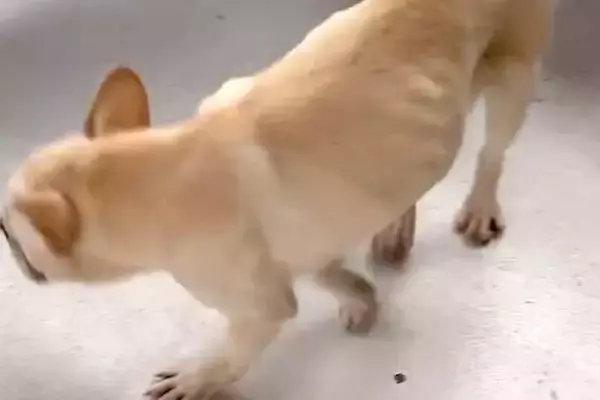 『もう用済み』と捨てられたガリガリの犬→左目は失明し、全てを諦めた顔で…保護後の『現在の表情』に涙「明らかに顔が違う」「本当よかった」
