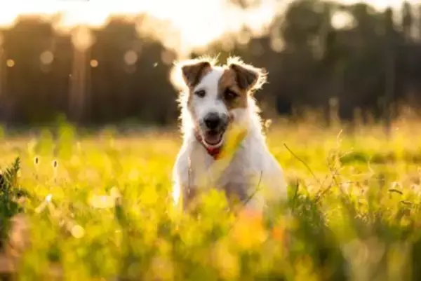 犬の体に『マダニ』がついてしまった場合のリスクとは？どれぐらい危険なの？