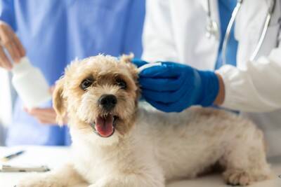犬の体に『マダニ』がついてしまった場合のリスクとは？どれぐらい危険なの？