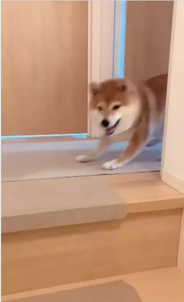 老犬の『おかえり』を1週間撮影してみた結果…かわいすぎる行動の数々に460万再生の反響「私もおかえりされたい」「疲れ吹っ飛ぶ」