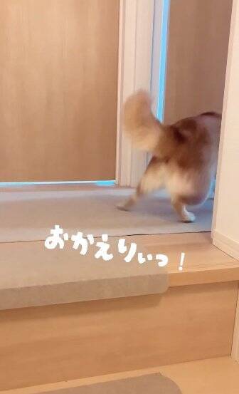 老犬の『おかえり』を1週間撮影してみた結果…かわいすぎる行動の数々に460万再生の反響「私もおかえりされたい」「疲れ吹っ飛ぶ」