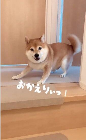 老犬の『おかえり』を1週間撮影してみた結果…かわいすぎる行動の数々に460万再生の反響「私もおかえりされたい」「疲れ吹っ飛ぶ」