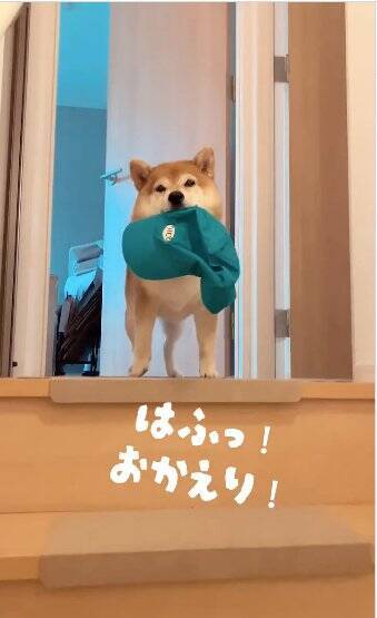 老犬の『おかえり』を1週間撮影してみた結果…かわいすぎる行動の数々に460万再生の反響「私もおかえりされたい」「疲れ吹っ飛ぶ」